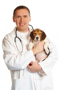 veterinary career